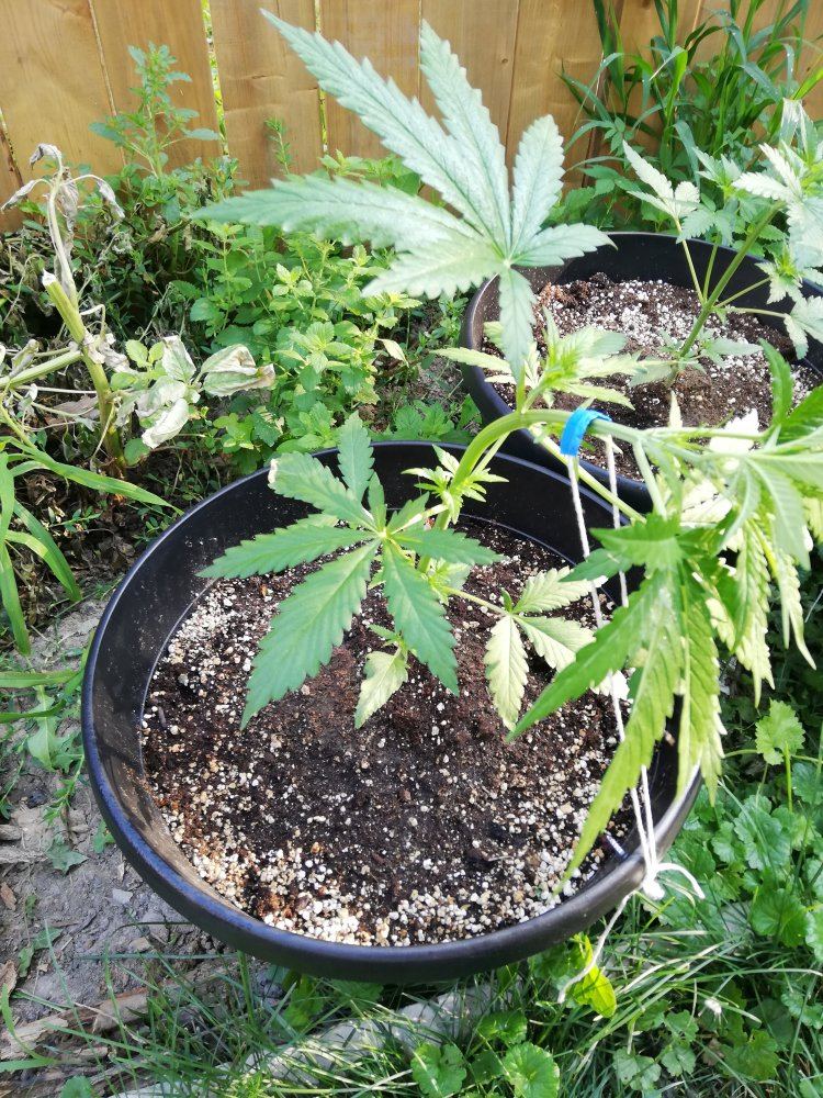 IMG 20190726 081526