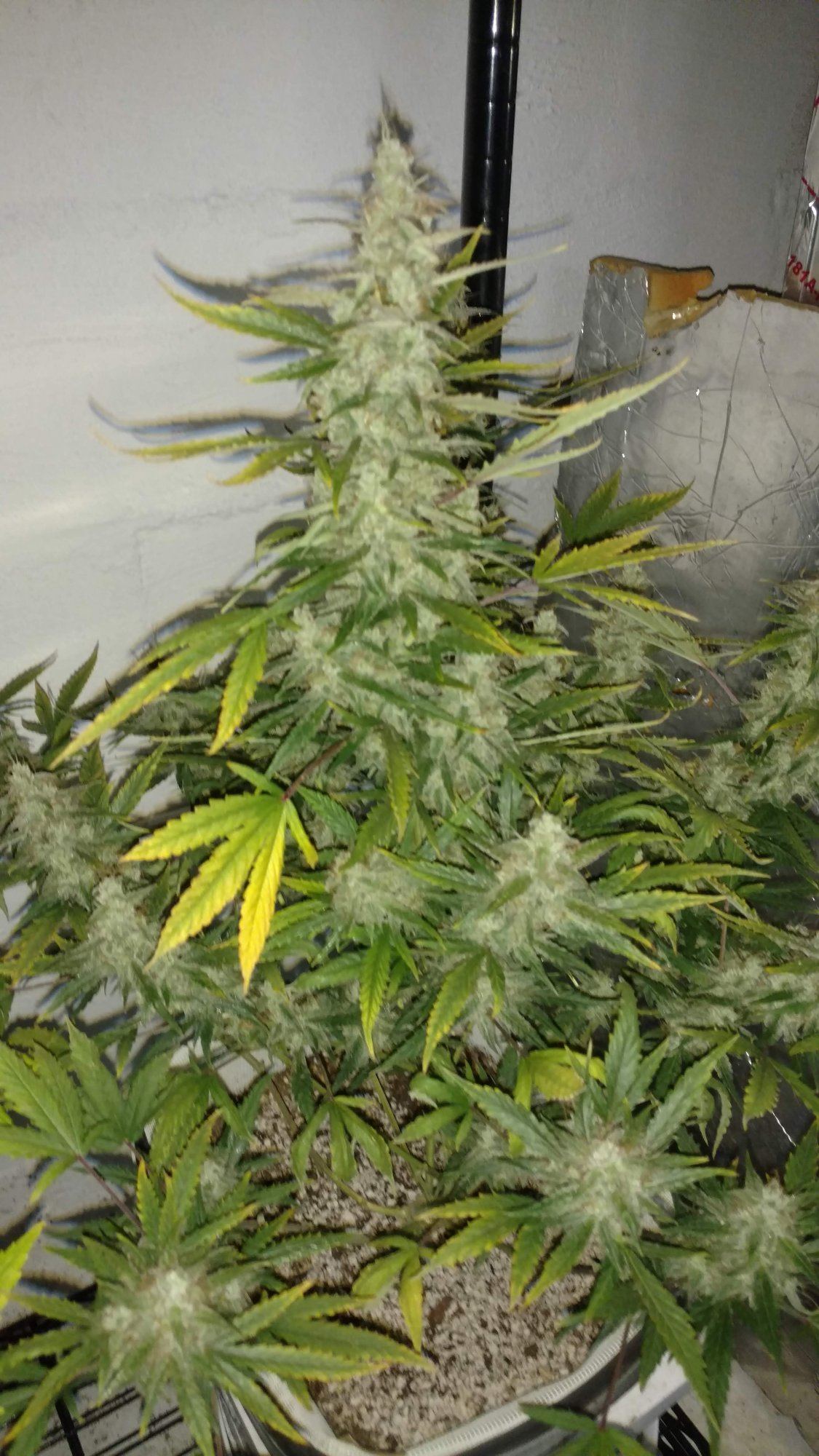 IMG 20190729 085302098