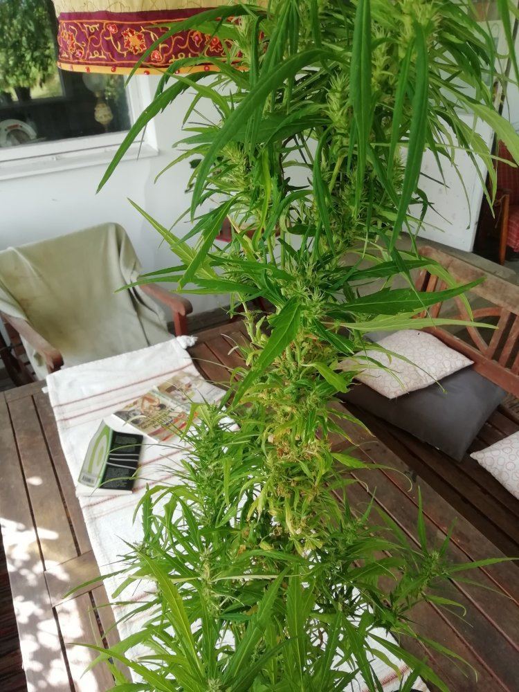 IMG 20190805 153620