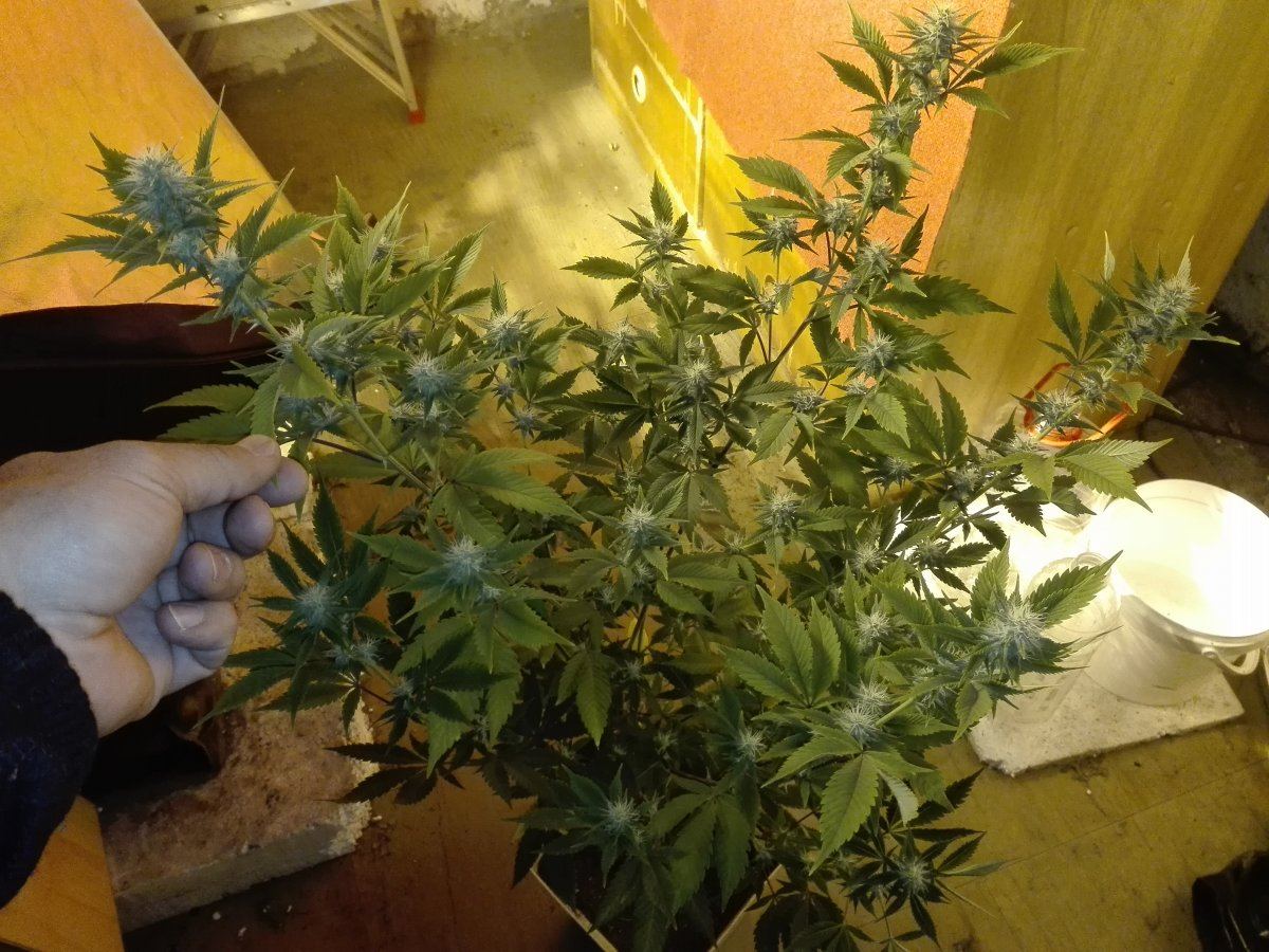 IMG 20190909 082753