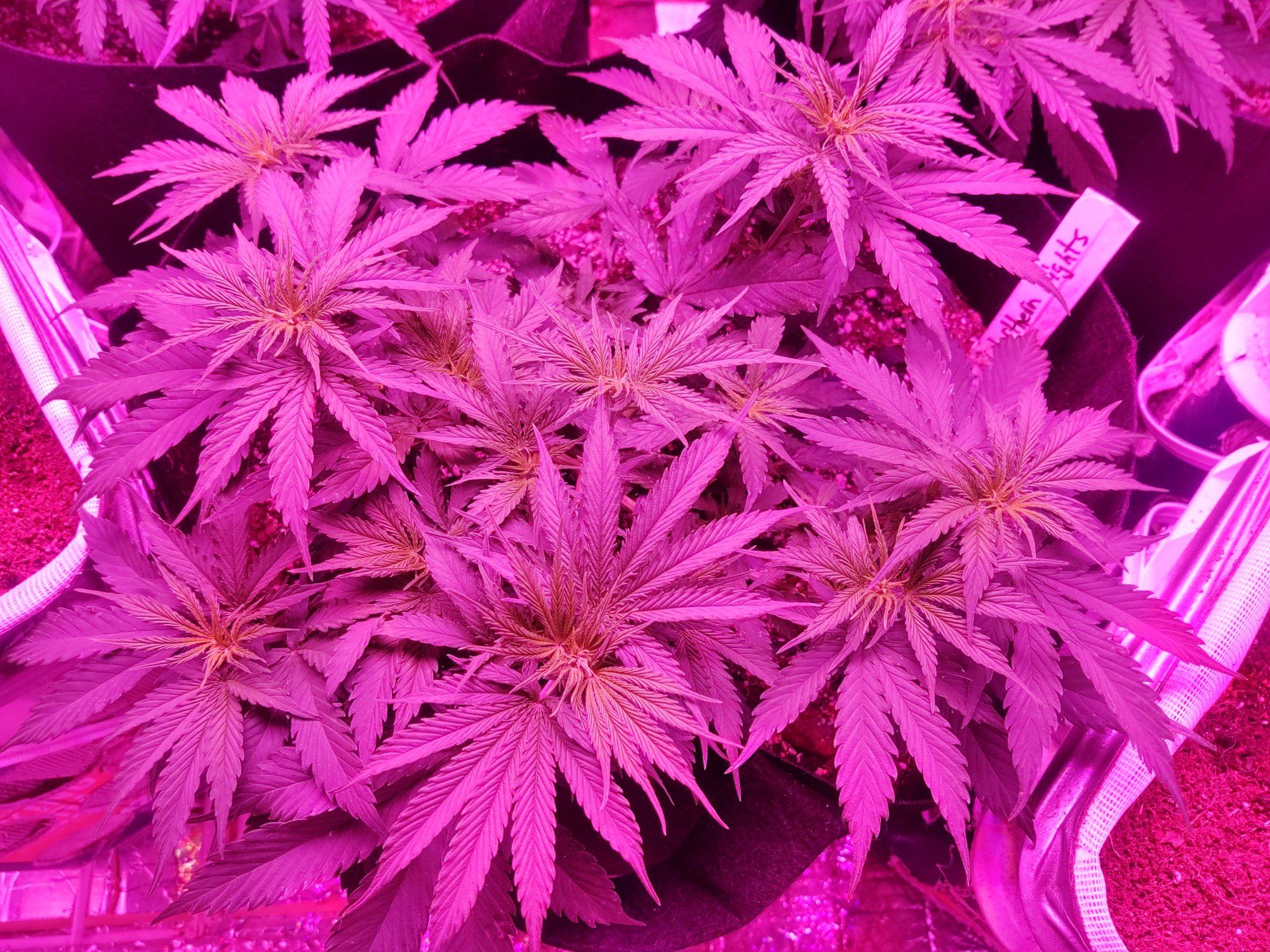 IMG 20200302 215906651 HDR