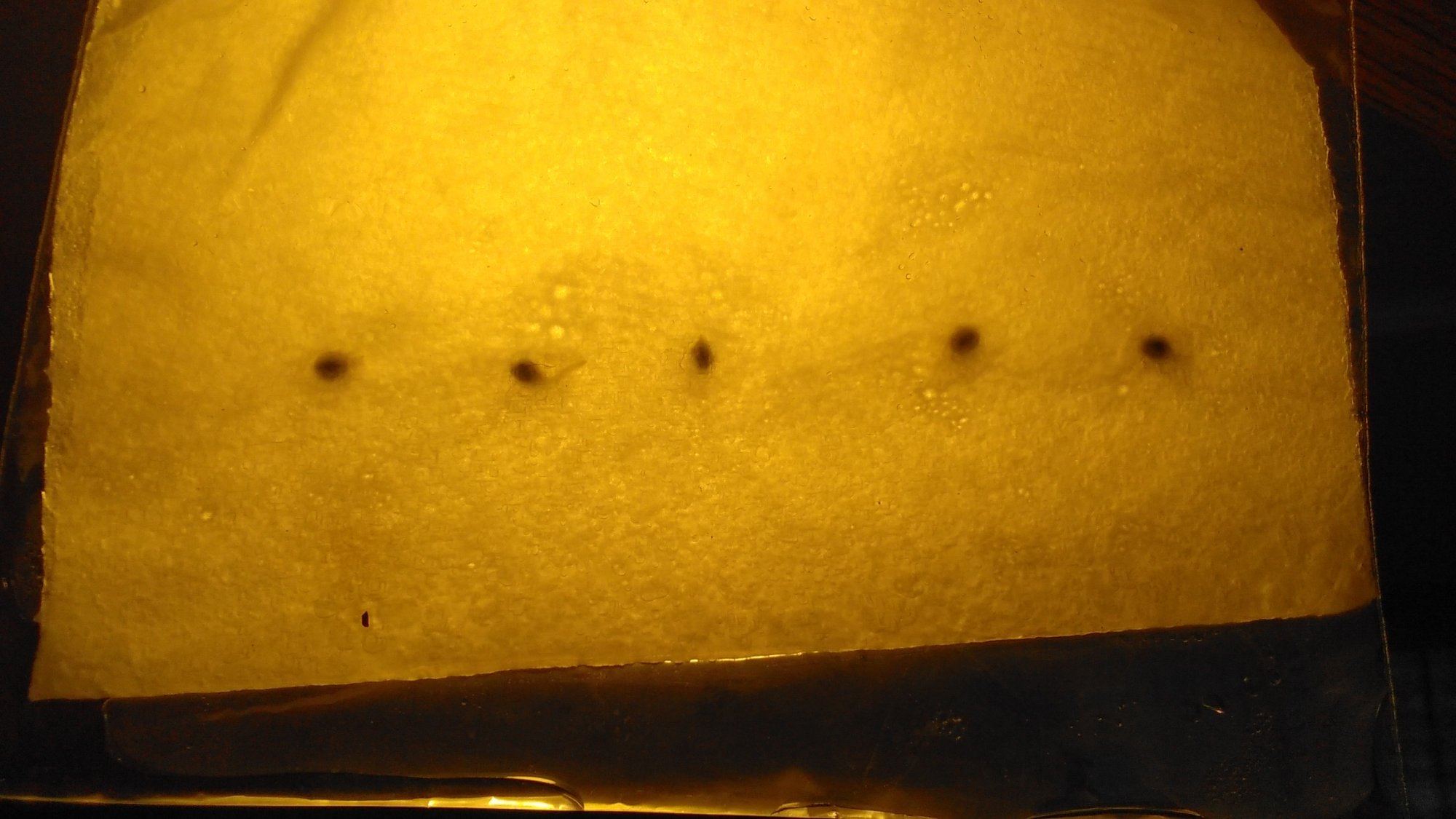 IMG 20200315 110950