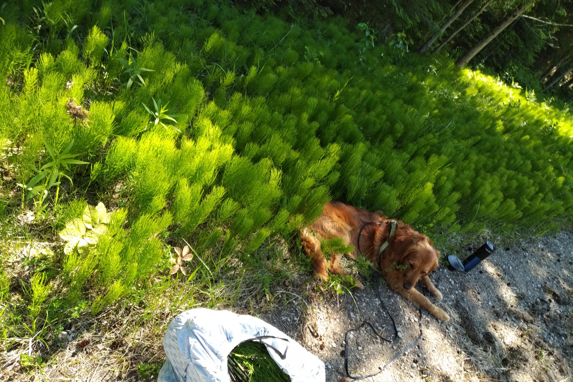 IMG 20200615 1615315