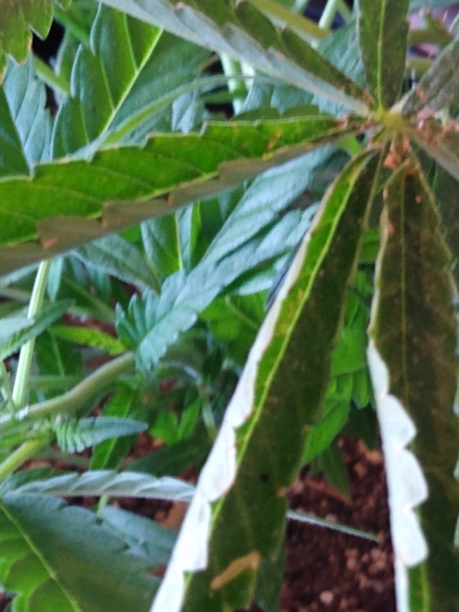 IMG 20200628 090007116
