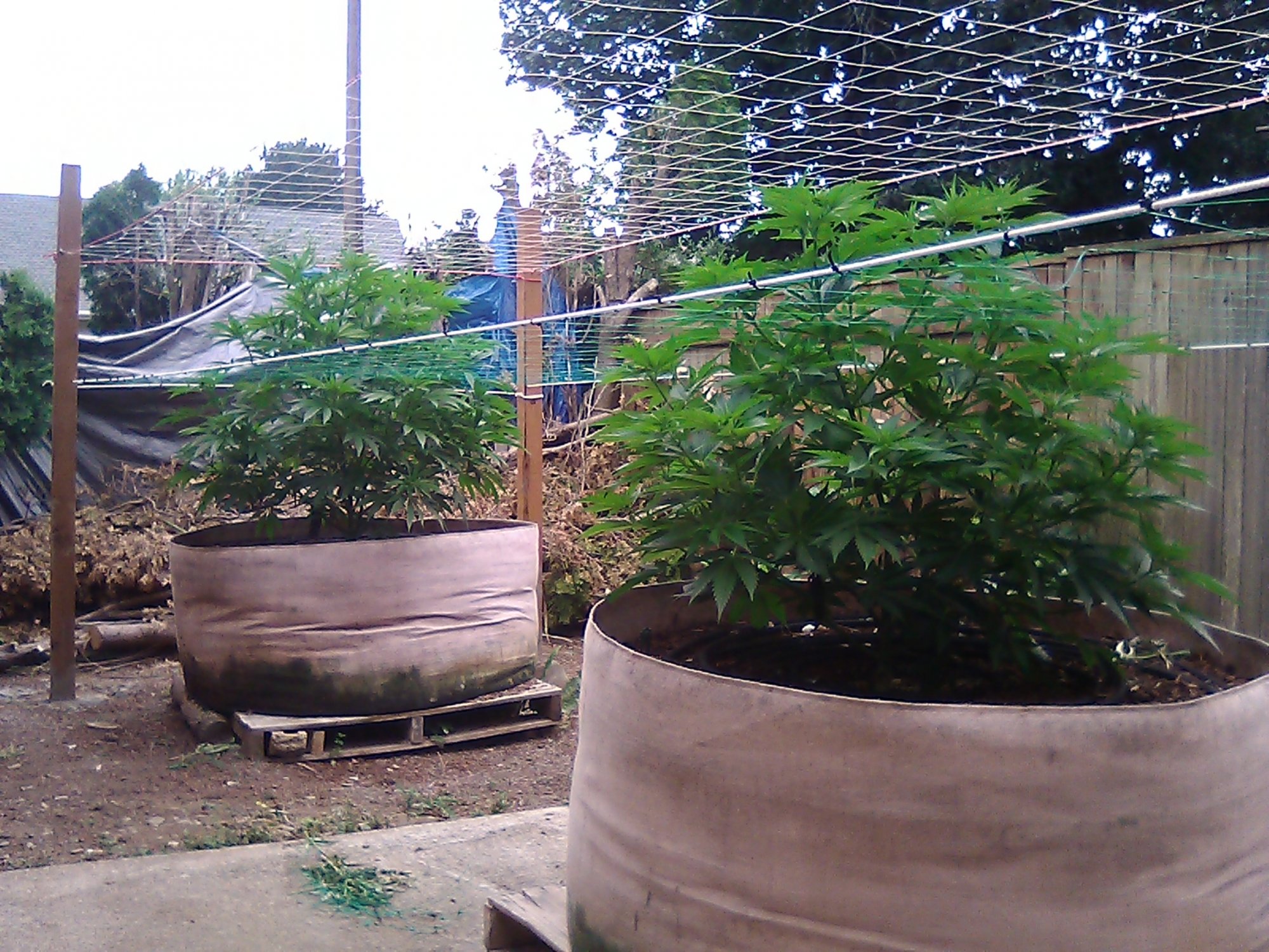 IMG 20200706 081756