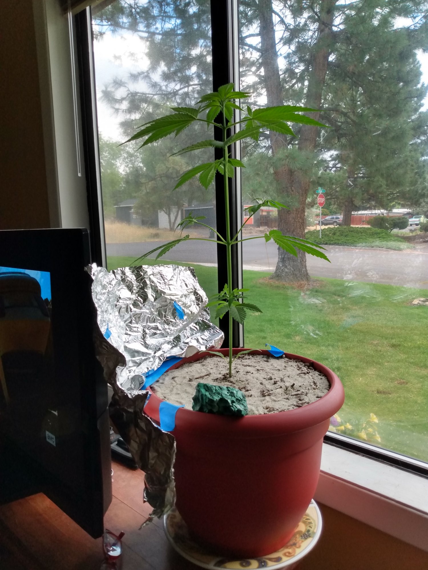 5 Weeks Old From Seed - THCFarmer
