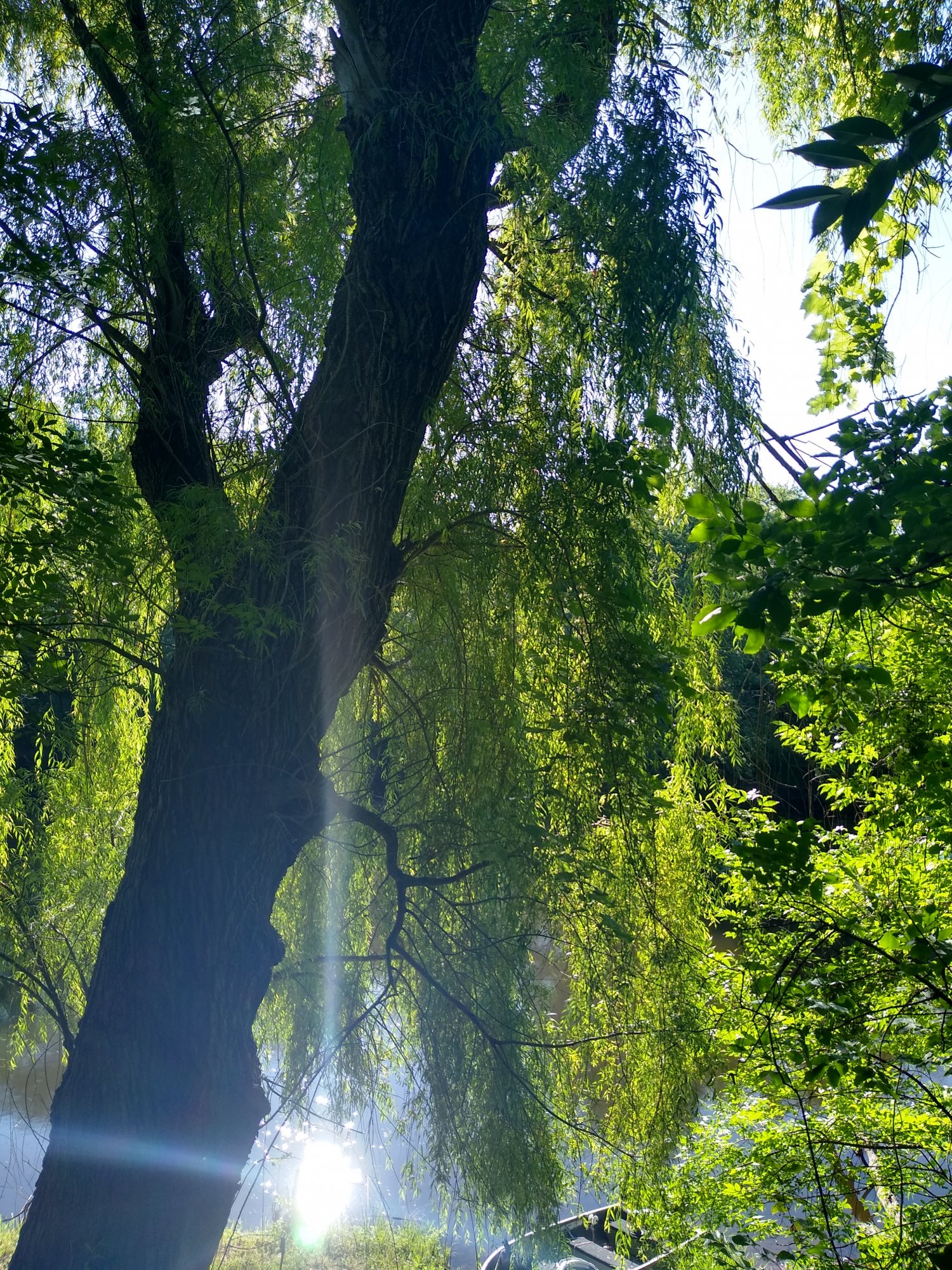 IMG 20200712 083757701 HDR