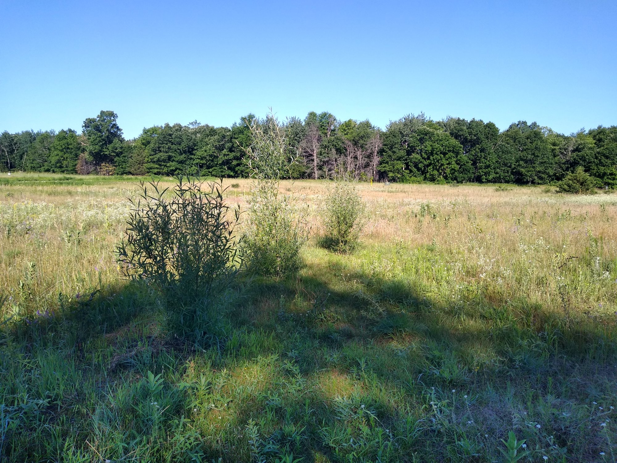 IMG 20200712 083928972 HDR