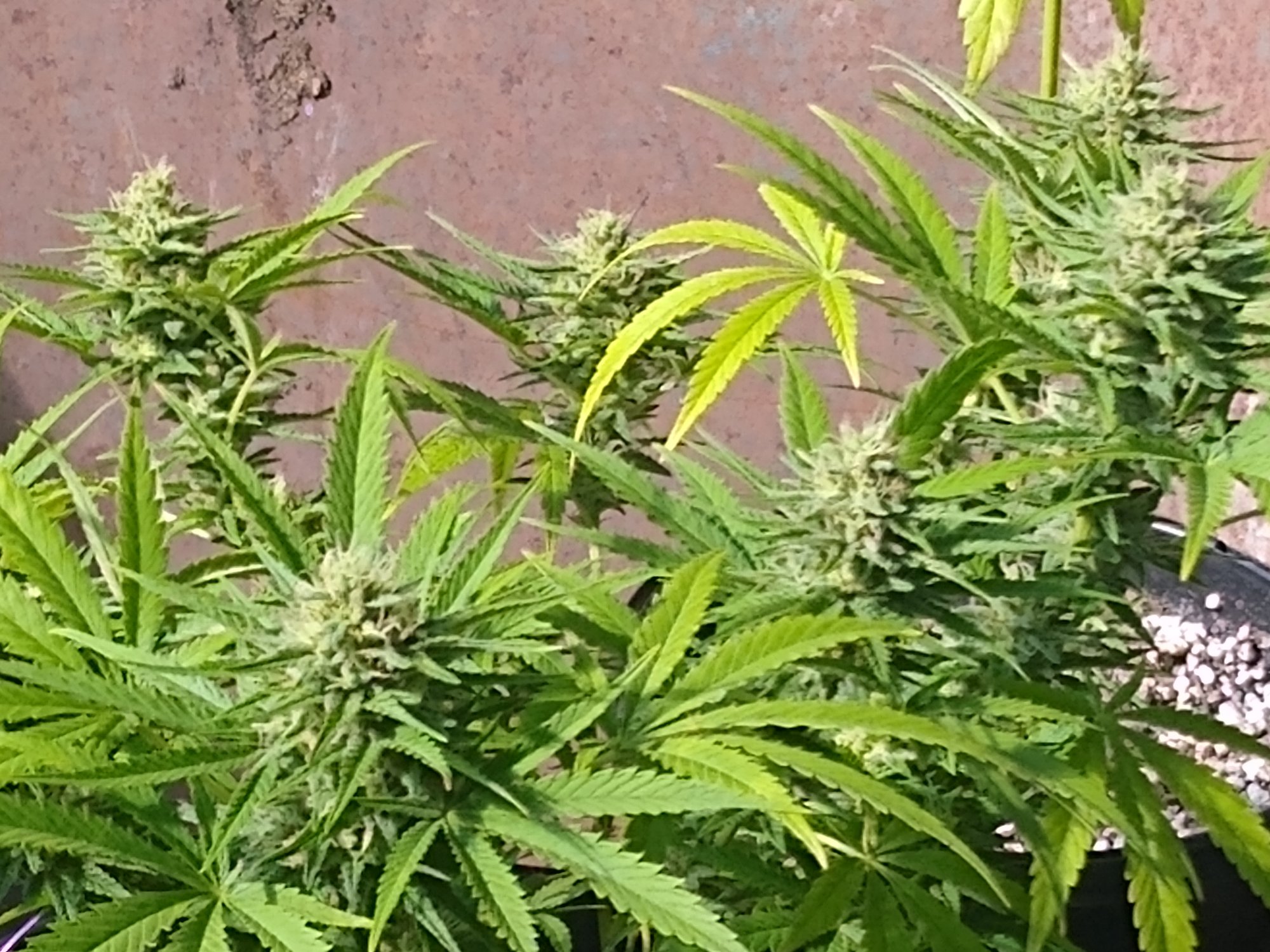 IMG 20200719 164634503