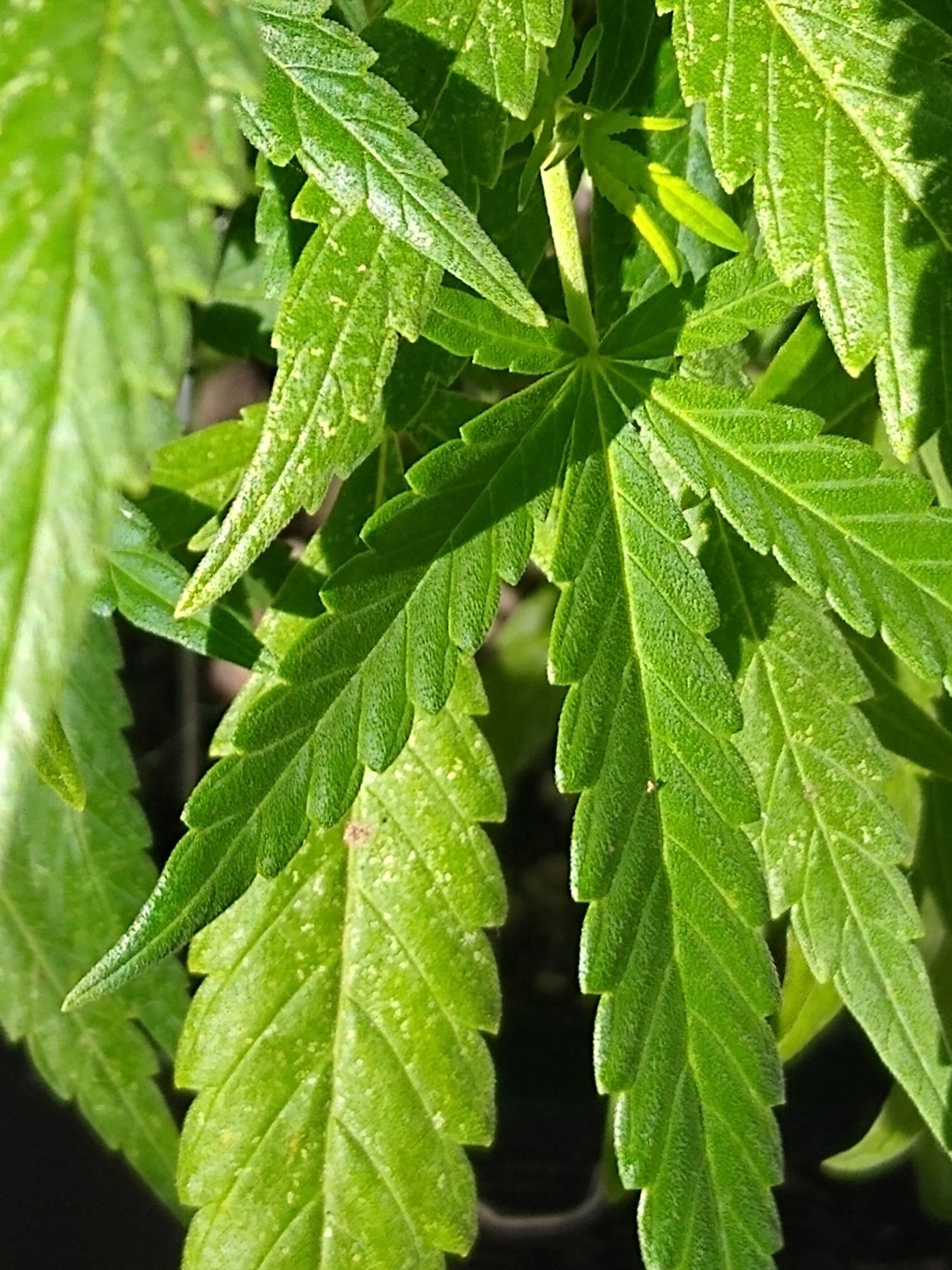 IMG 20200729 090904390