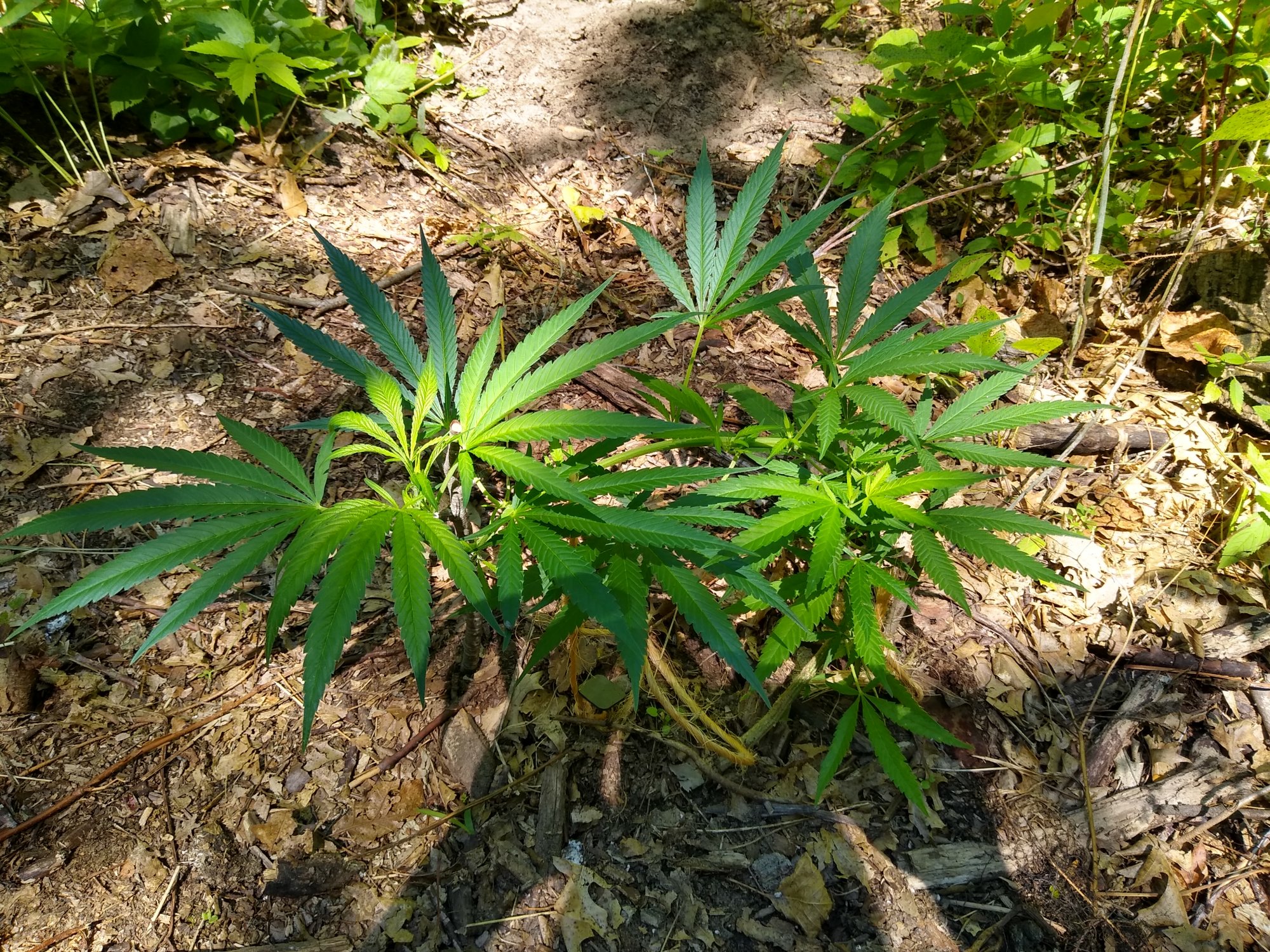 IMG 20200731 121204393 HDR