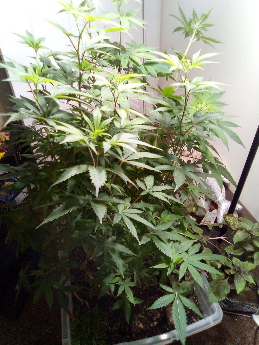 IMG 20200802 125233