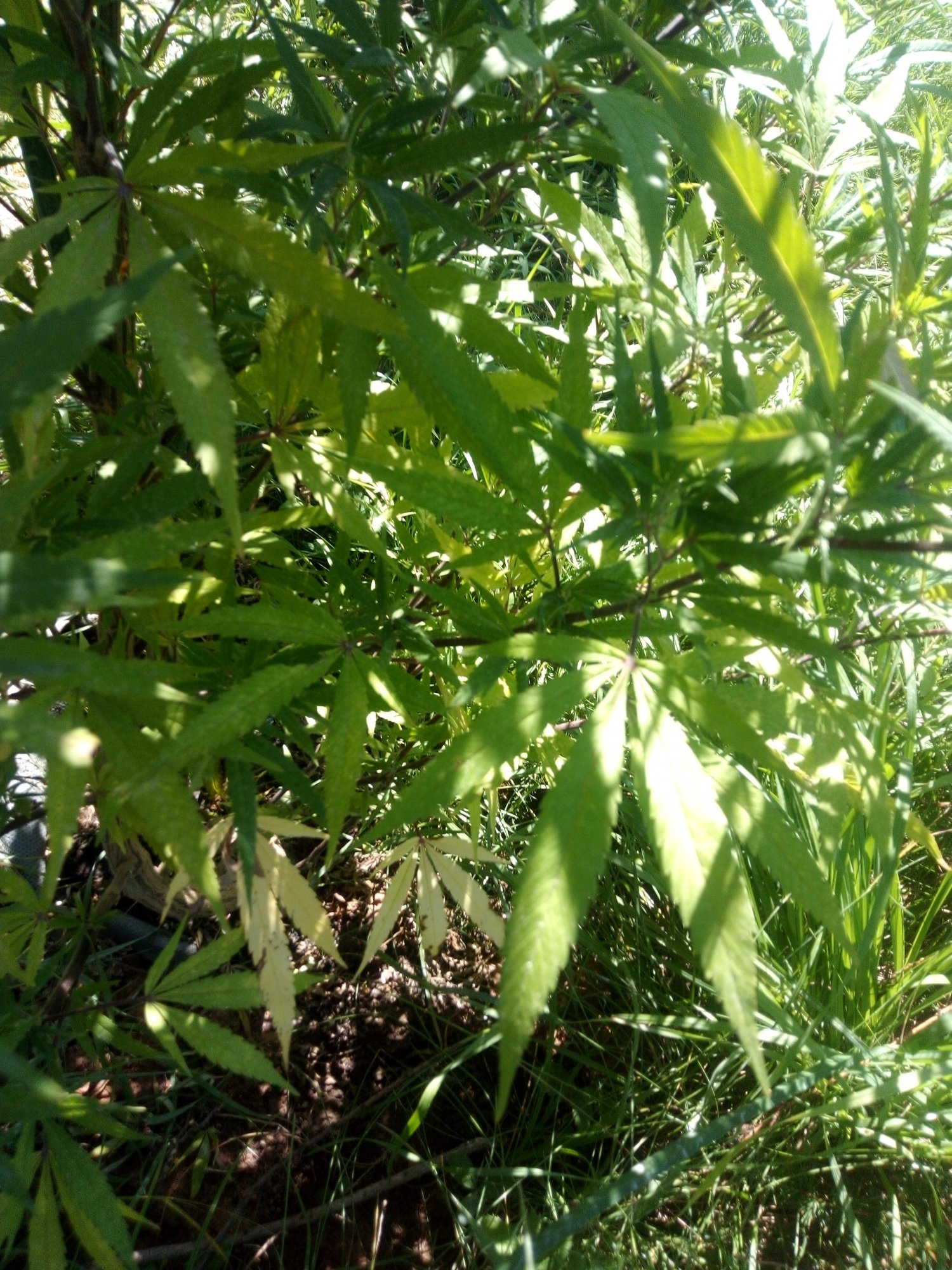 IMG 20200812 121052