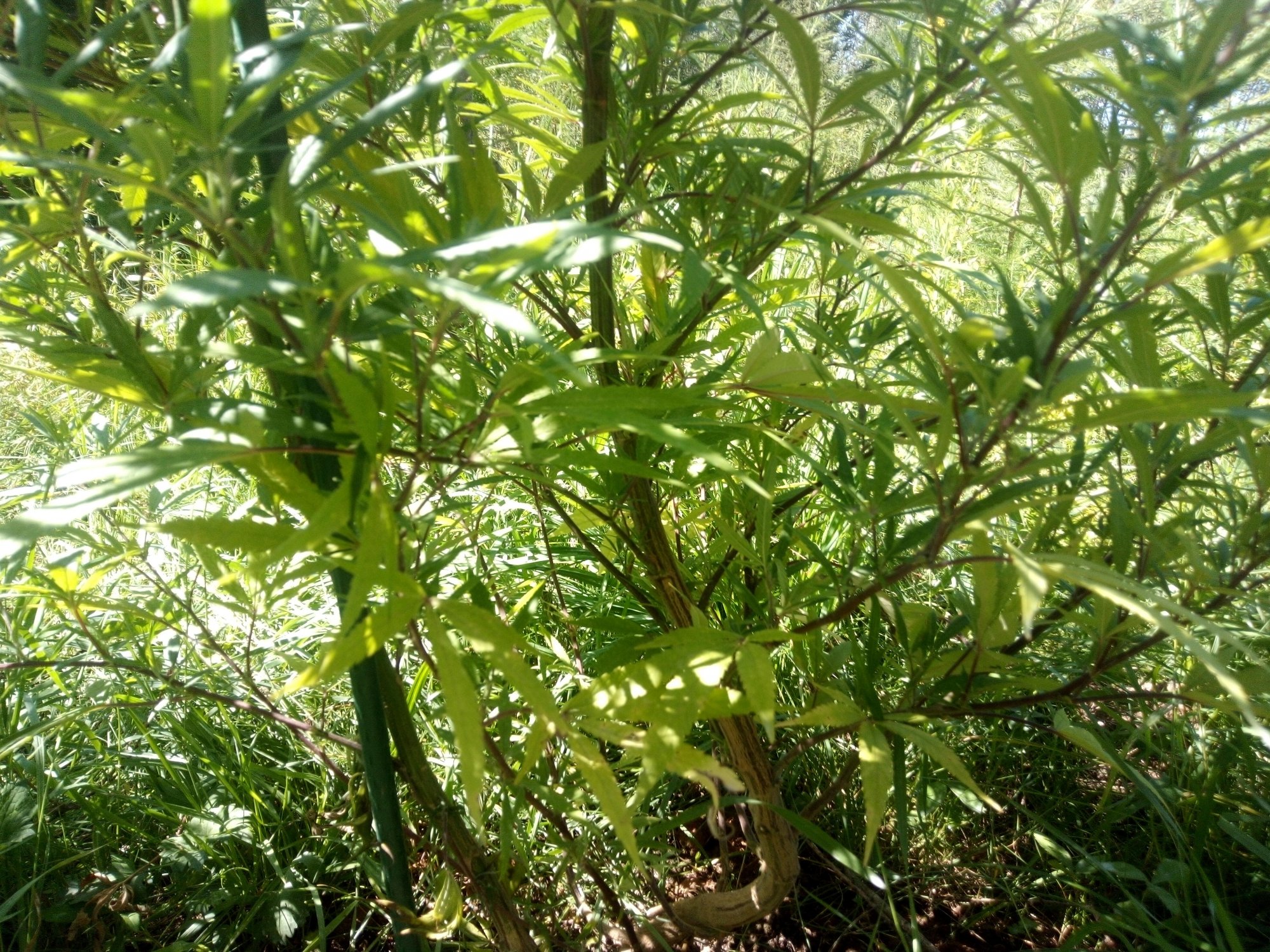 IMG 20200812 121056