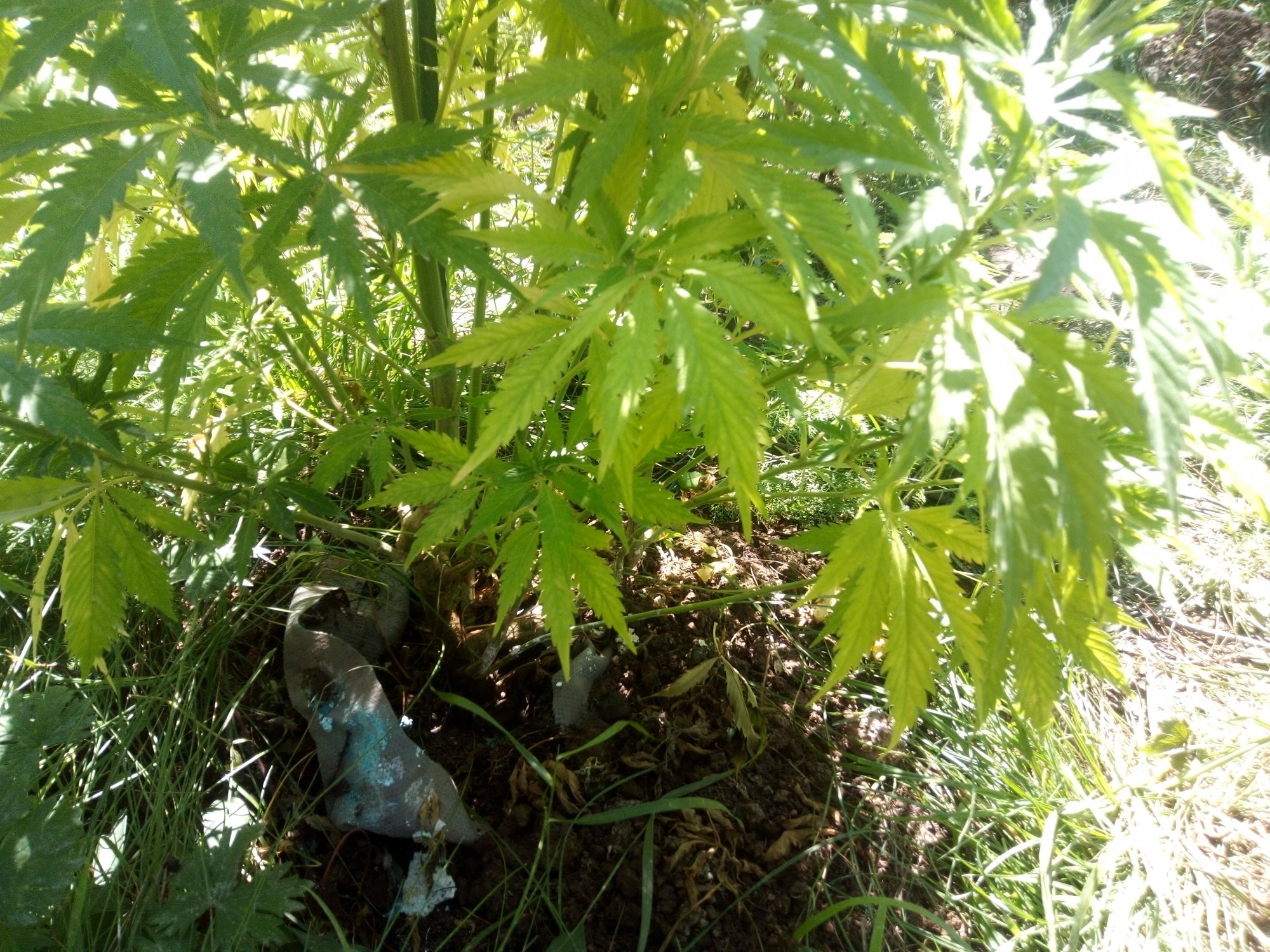 IMG 20200812 121138
