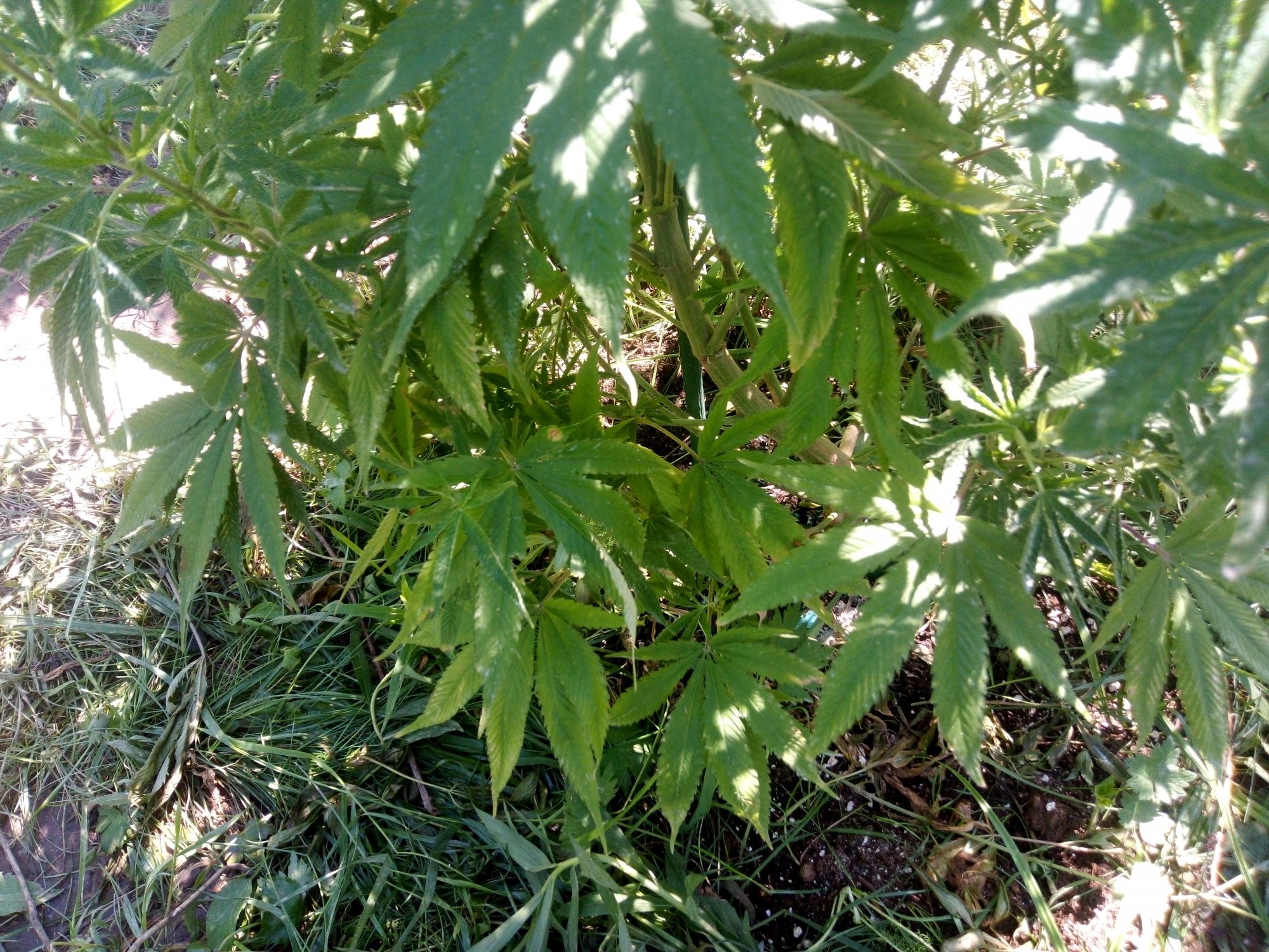 IMG 20200812 121239