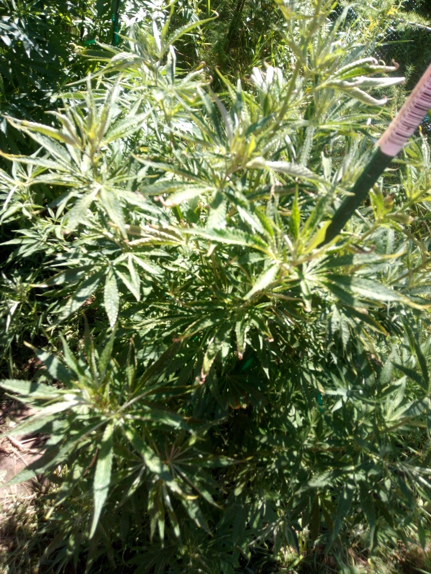 IMG 20200812 121249