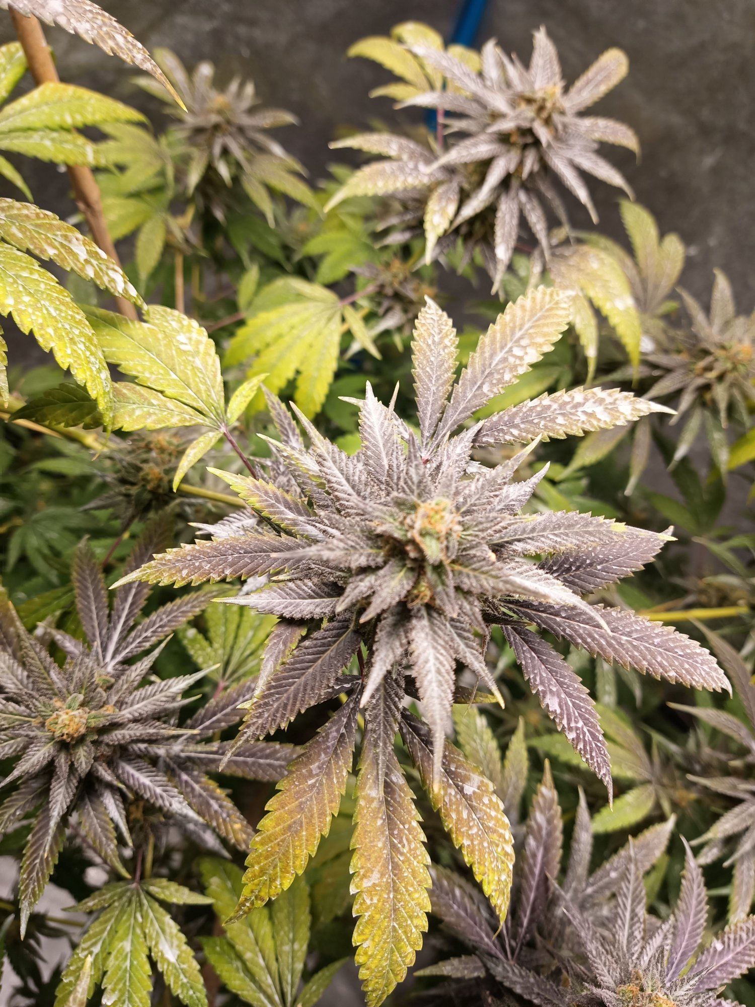 Follow VPD Chart During Flower THCFarmer Cannabis Cultivation Network