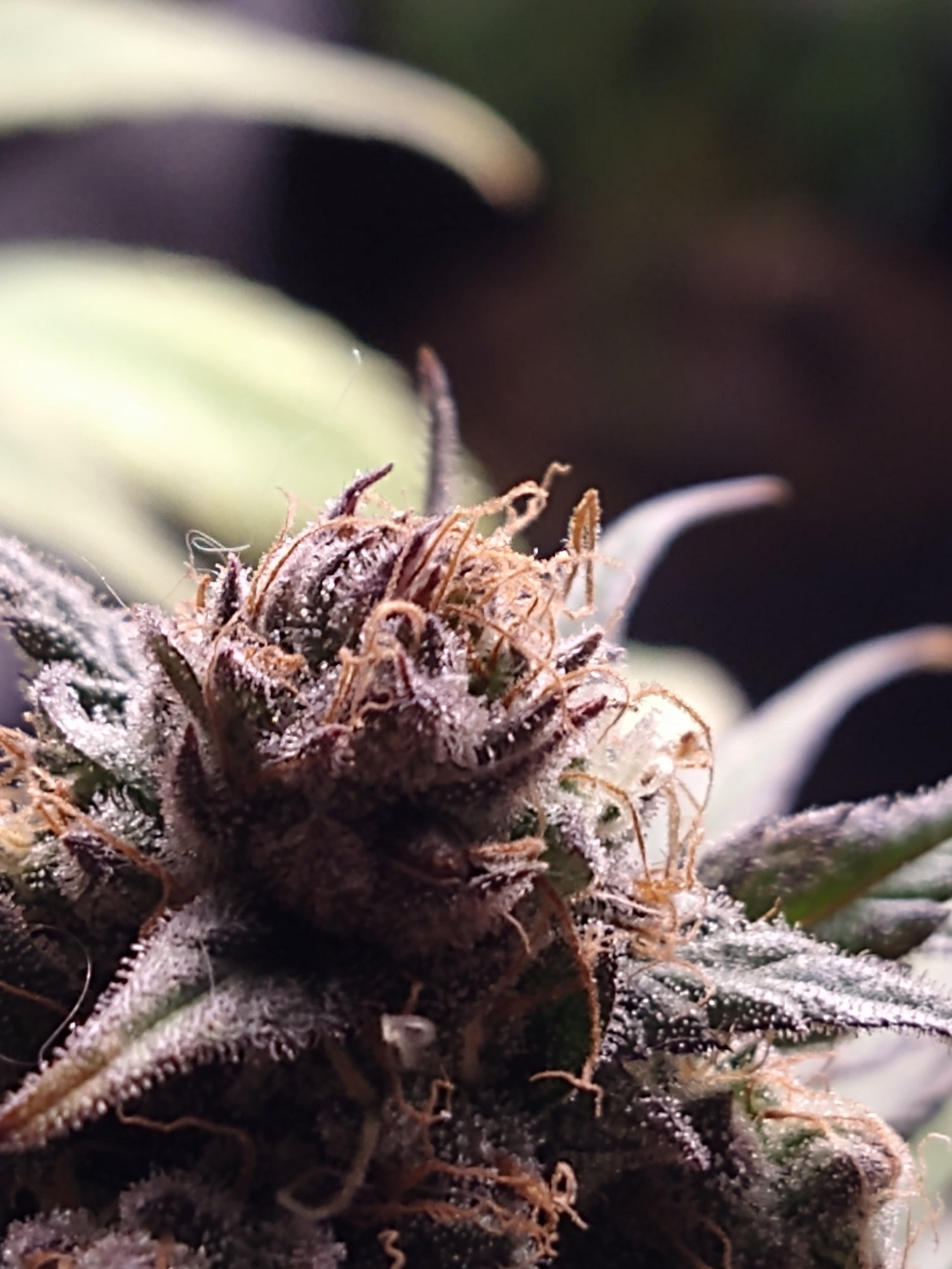 IMG 20201115 150133058