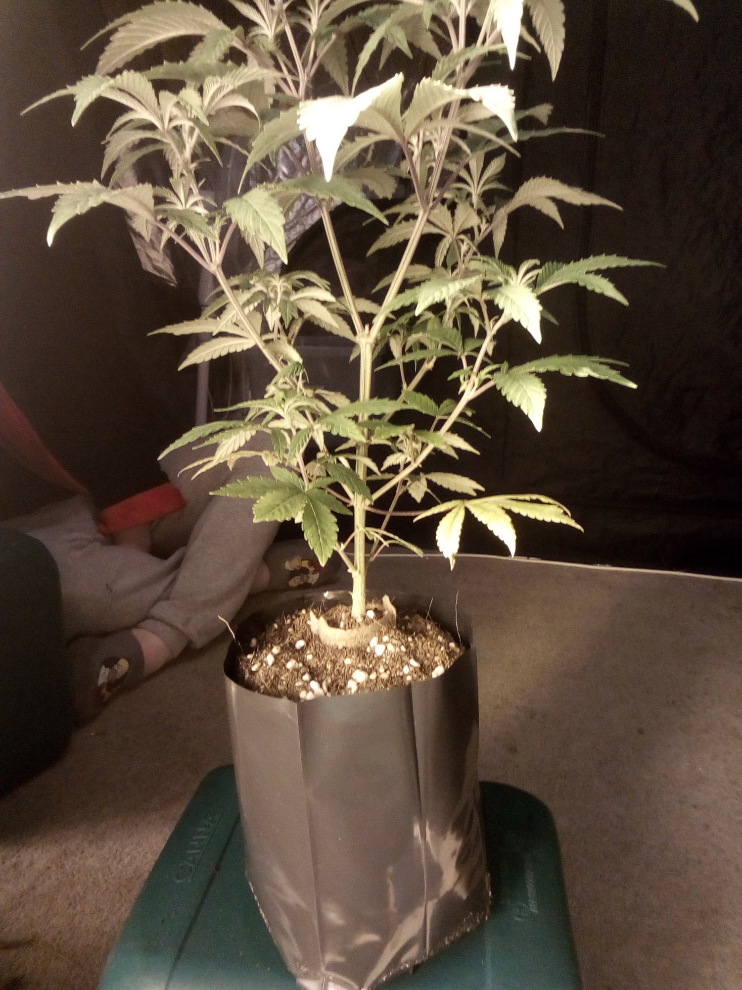 IMG 20201128 185904