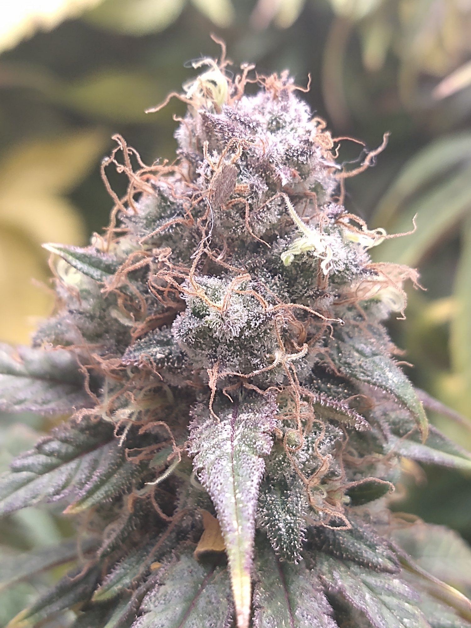 IMG 20201130 131653530