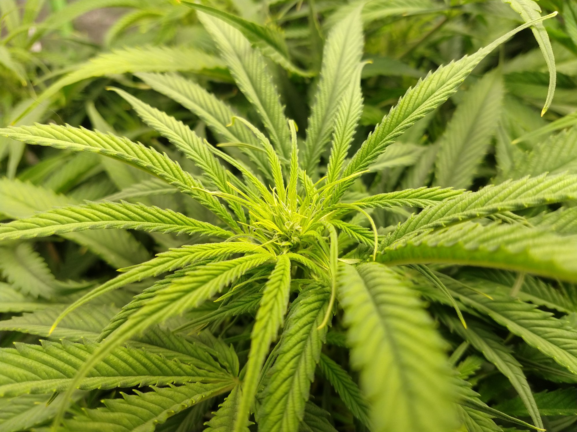 IMG 20201207 173810709