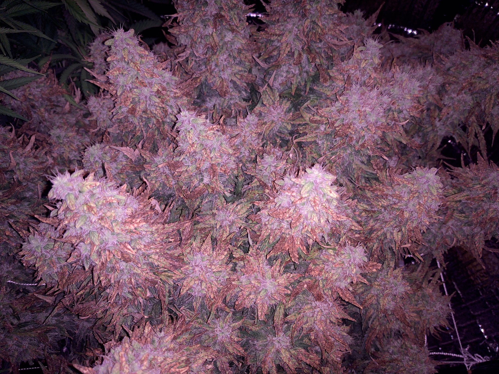 IMG 20210109 105114462