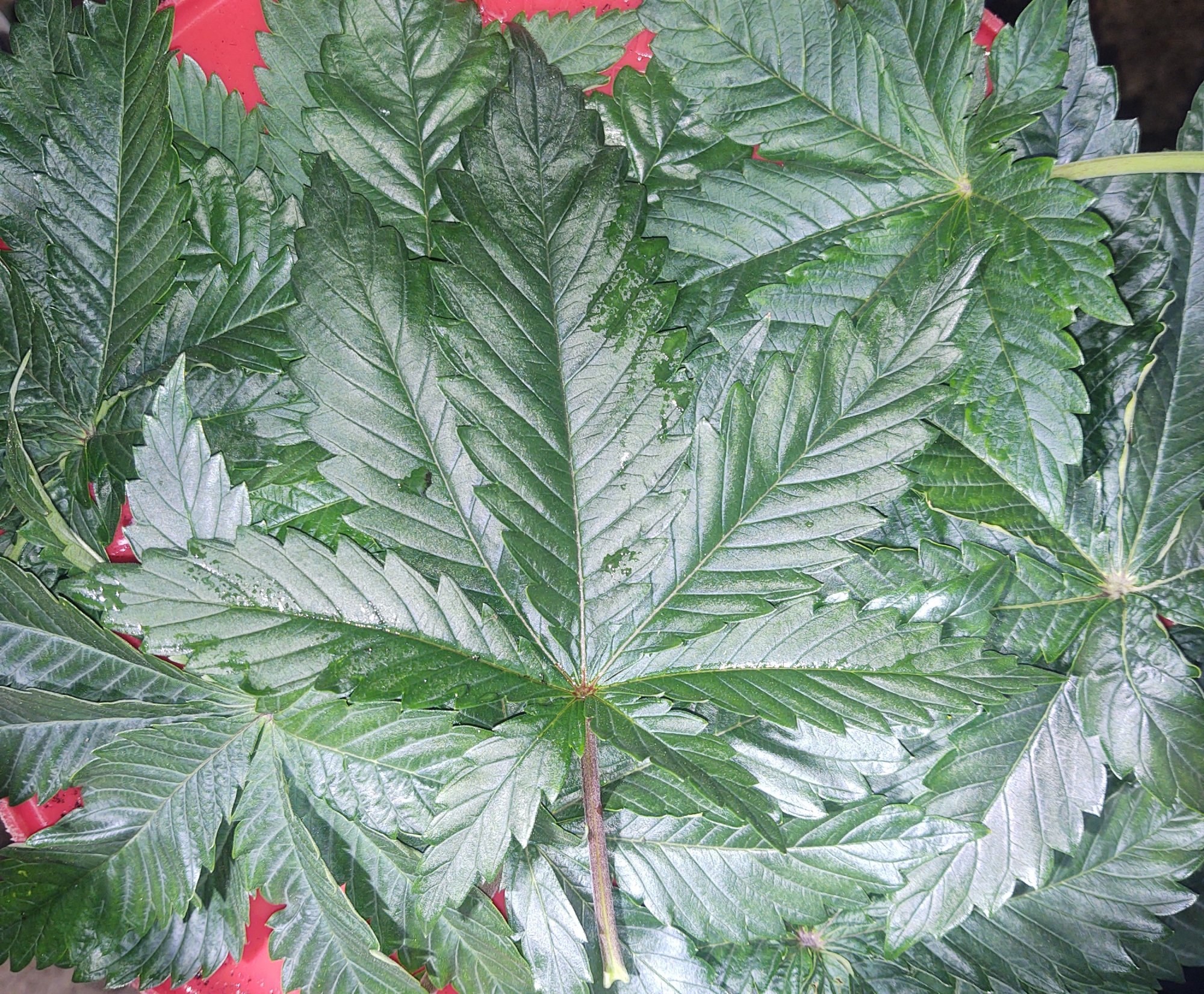 IMG 20210110 1107390922
