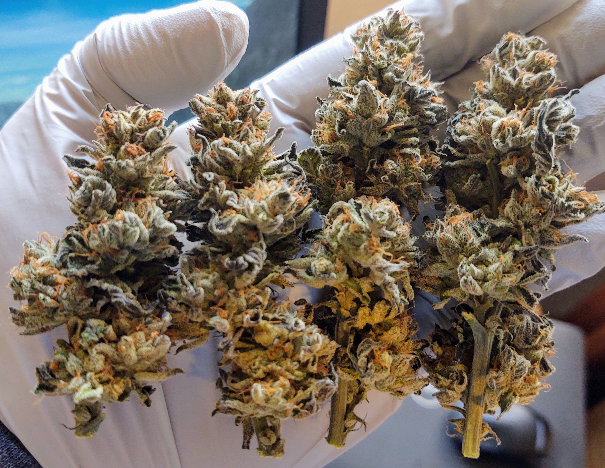 IMG 20210123 1350366692