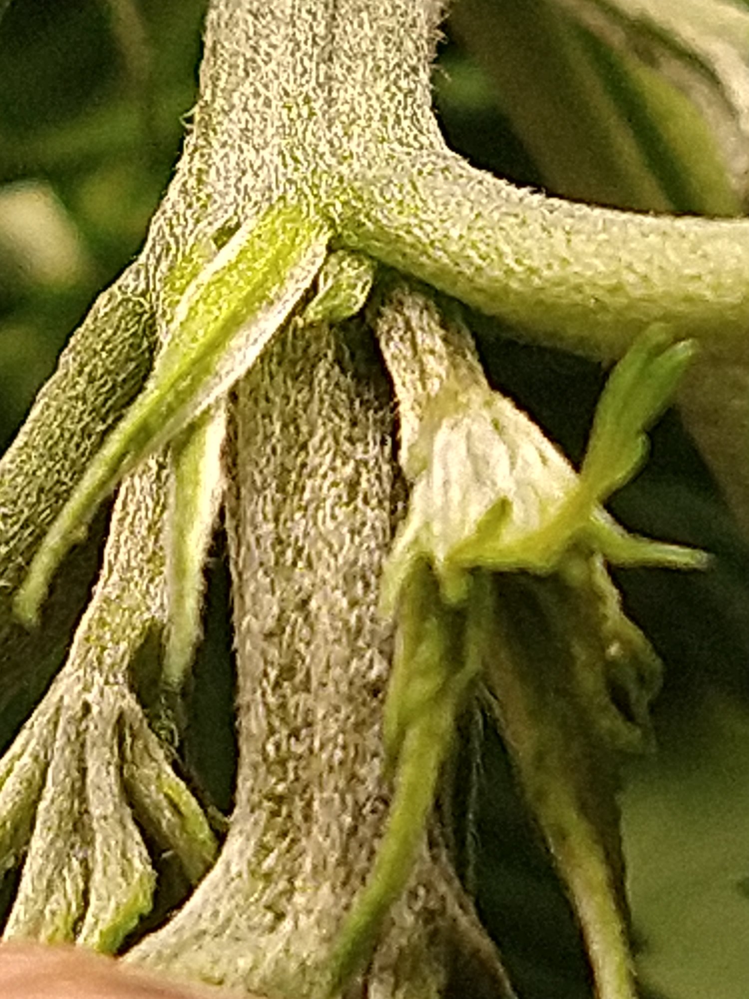 IMG 20210126 165157237
