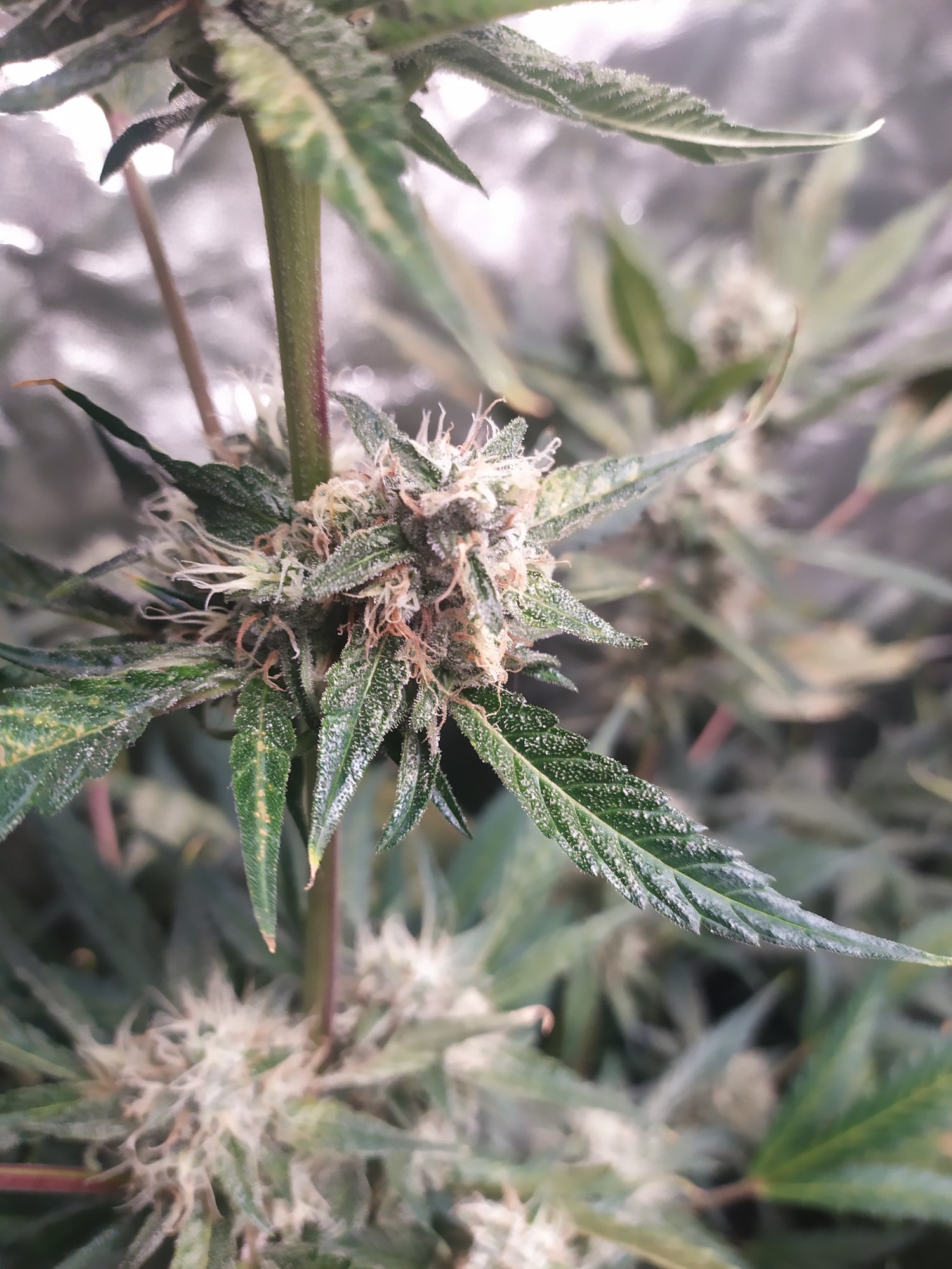 IMG 20210410 215519