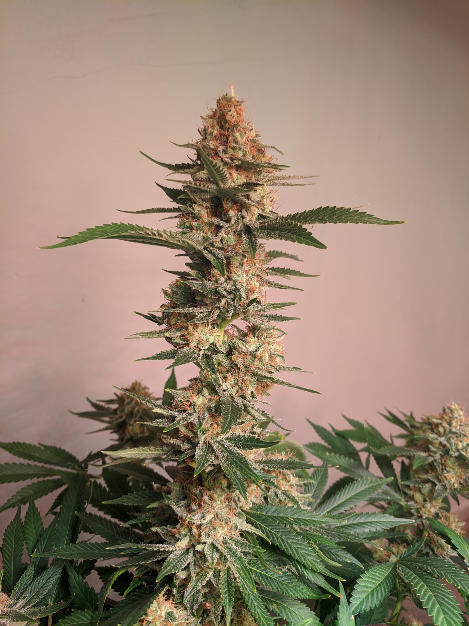 IMG 20210606 101540