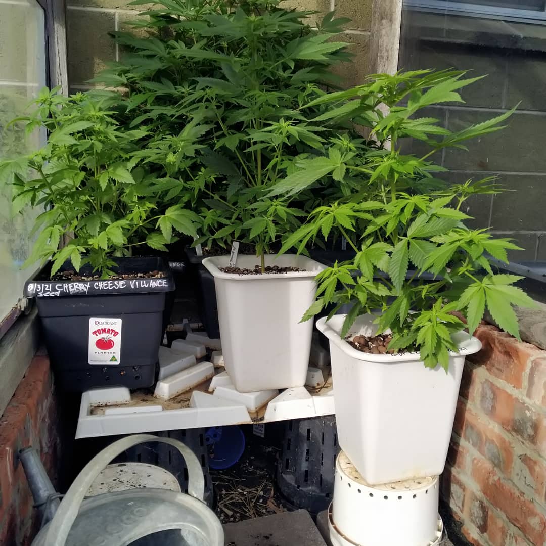 IMG 20210608 120525 471
