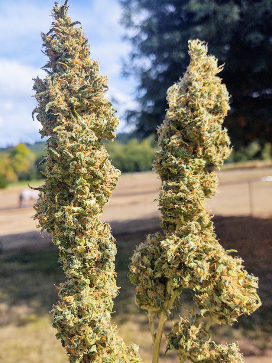 IMG 20210909 1441481242