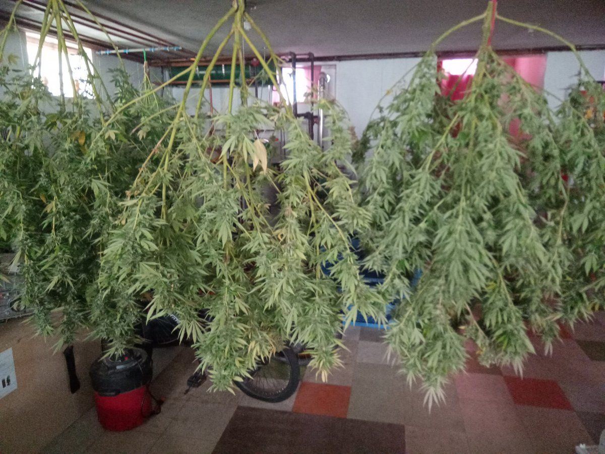 Whole plant hung vs cut buds rack drying - THCFarmer