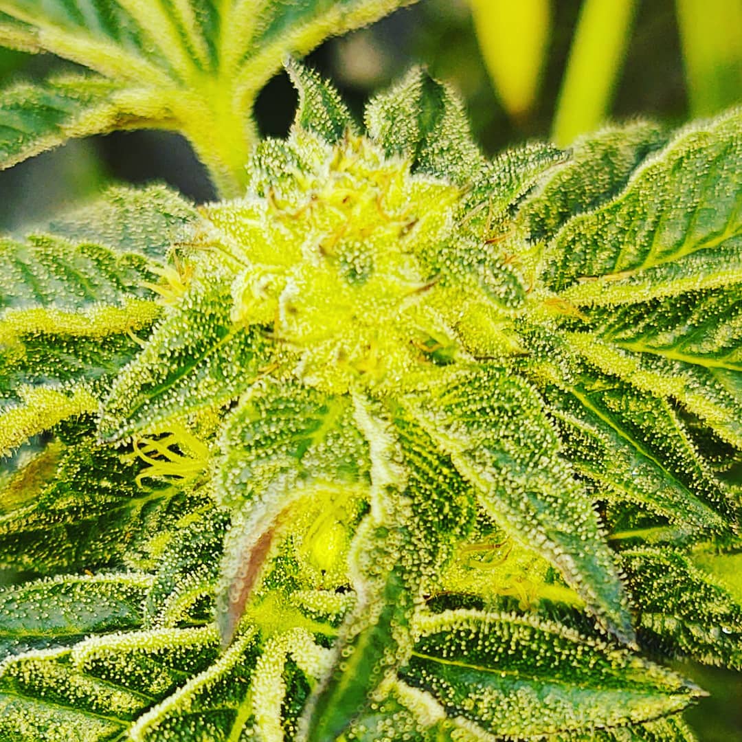 IMG 20211003 175312 366