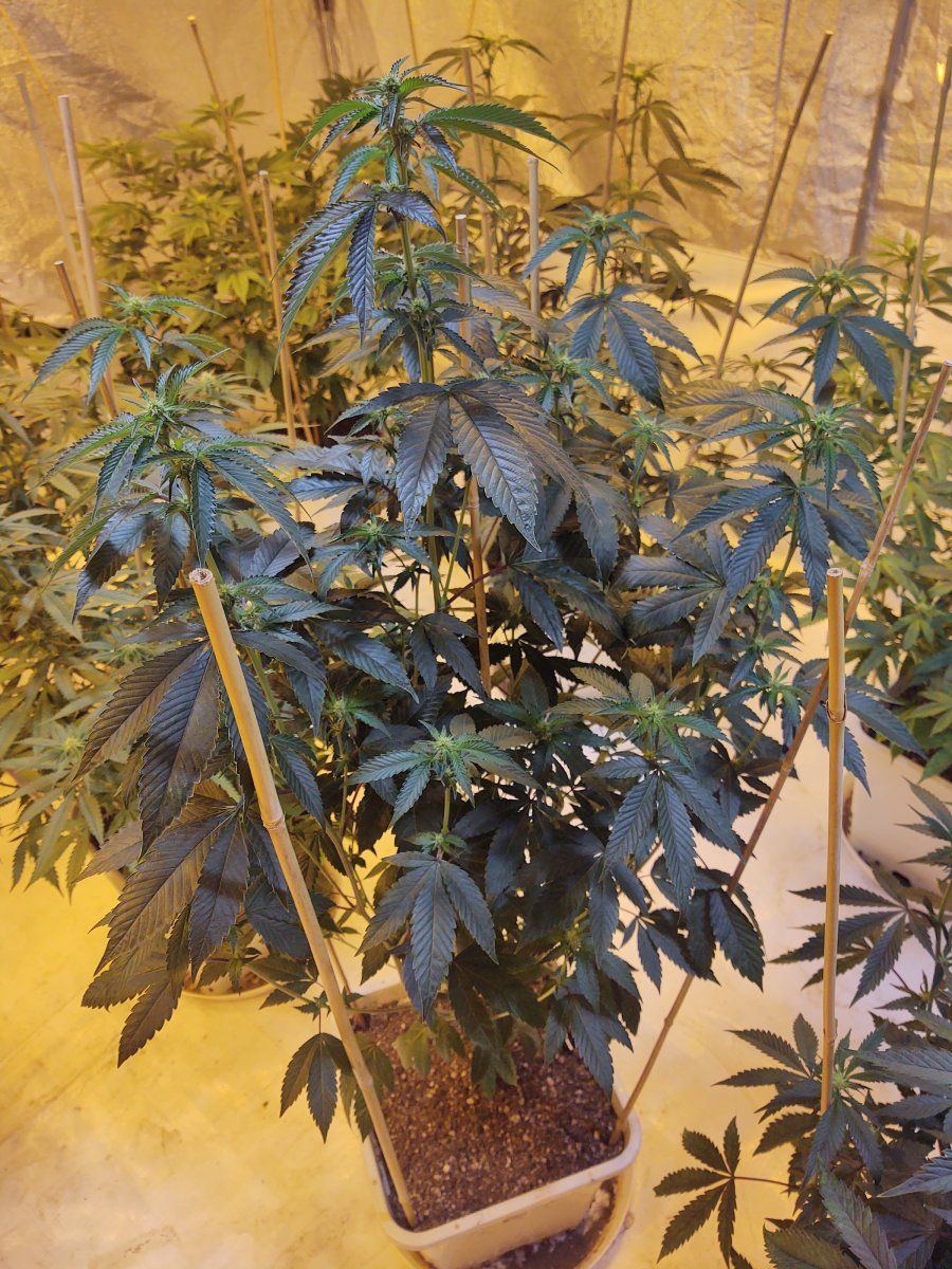 IMG 20211003 201346293