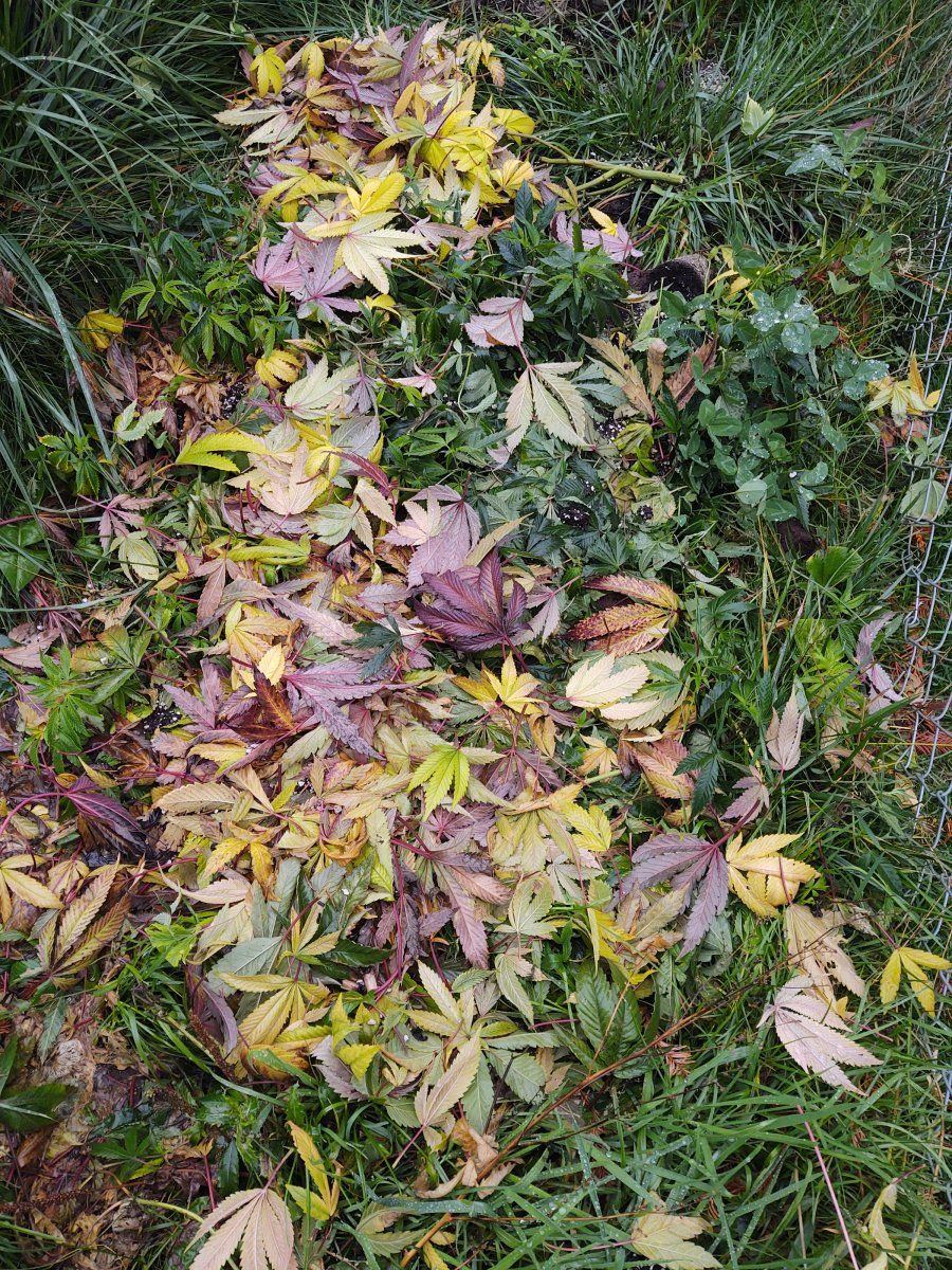 IMG 20211103 164823342