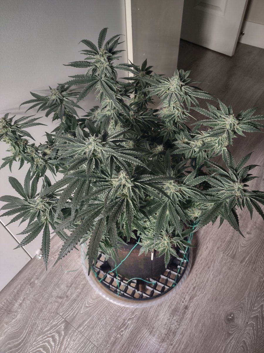 IMG 20220211 094101299 HDR