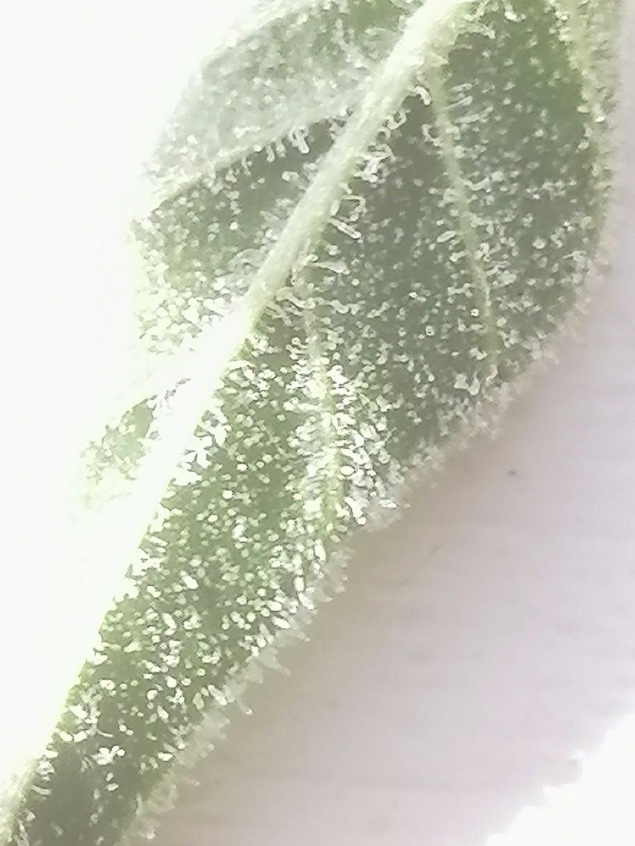 IMG 20220227 122650