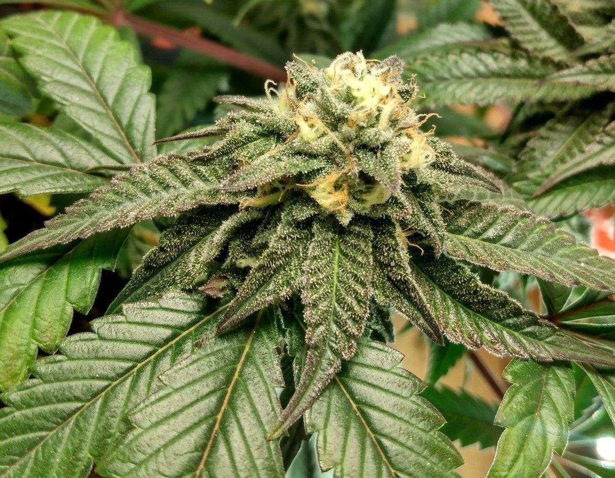 IMG 20220626 200707913 HDR2