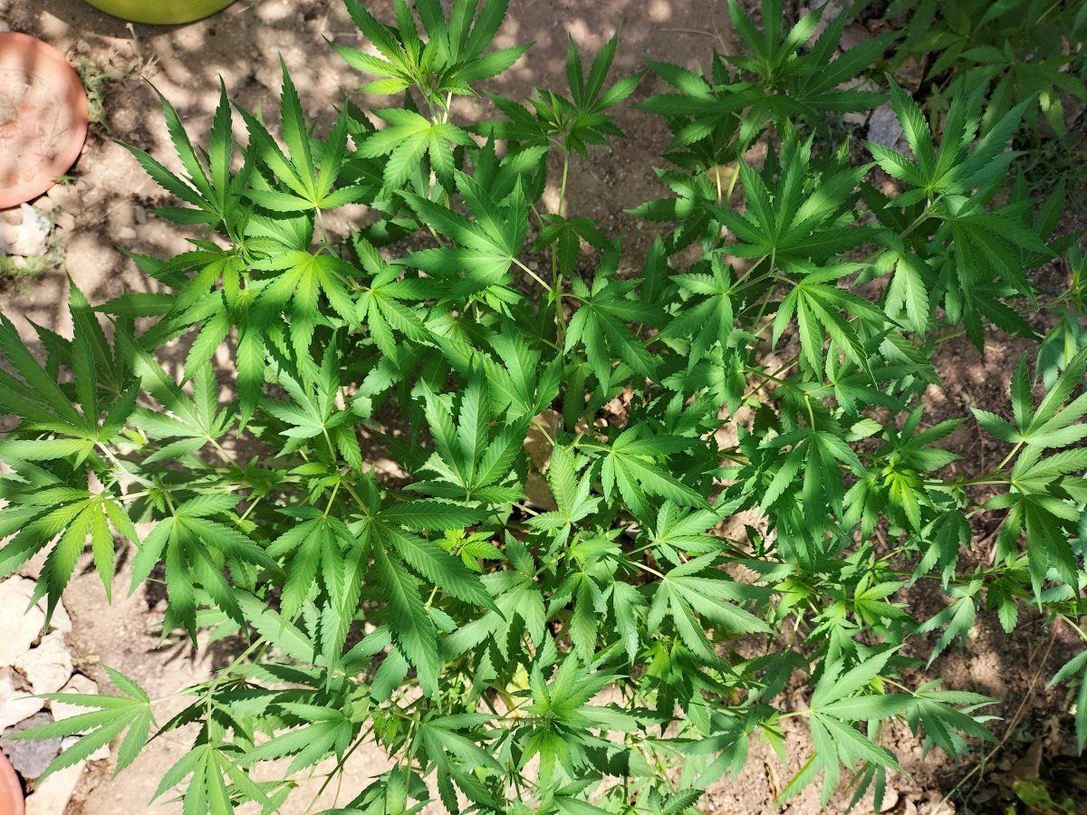 IMG 20230715 162206