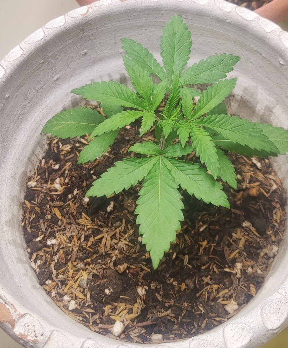 IMG 20230722 1319532
