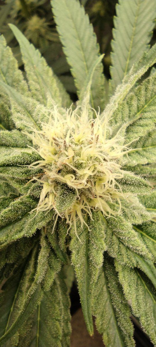 IMG 20230728 060414955