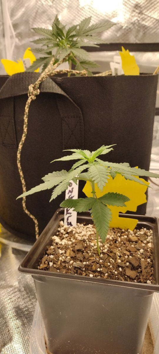 IMG 20230801 082120488