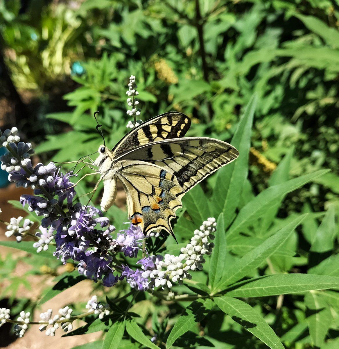 IMG 20230806 170606