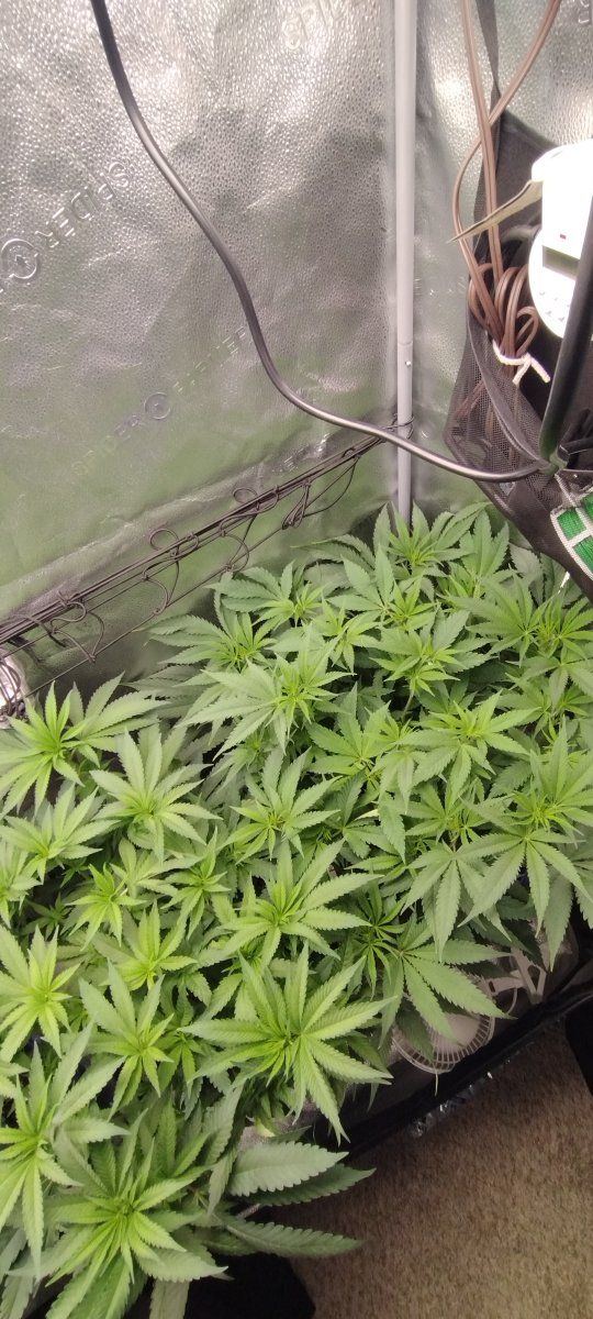 IMG 20231009 064015793