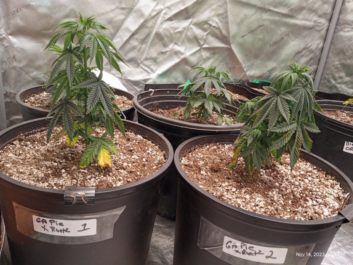 IMG 20231114 170343851