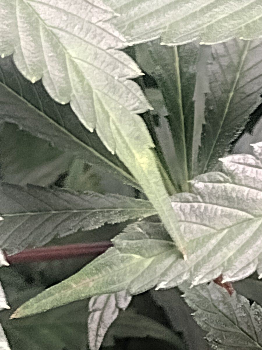 IMG 20231227 074551613