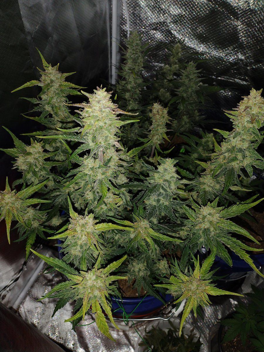 IMG 20240130 124925765